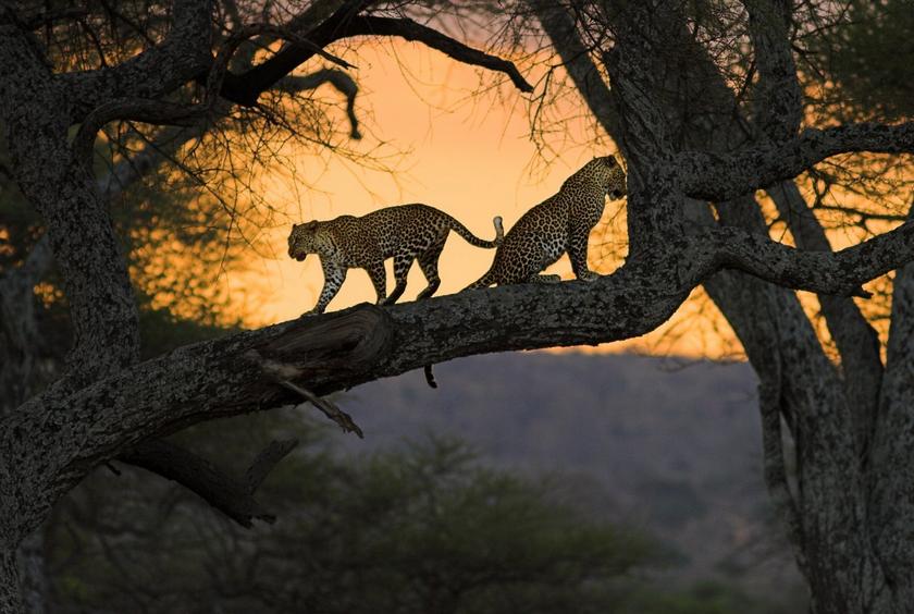 Animals and sunset